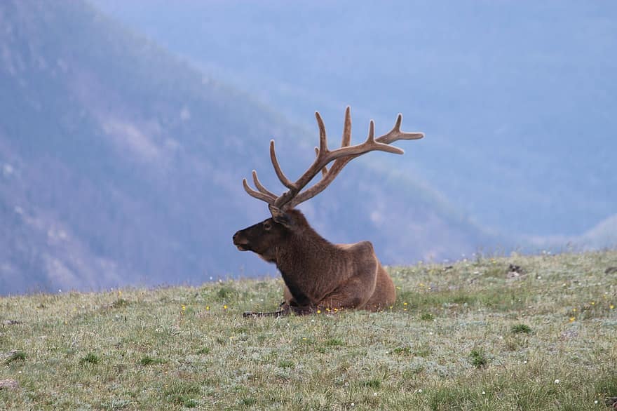 Colorado’da iki yıldır araba lastiği ile dolaşan geyik kurtarıldı